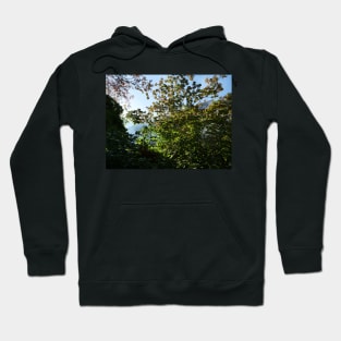 Sunlight glare and leaves in autumn Hoodie